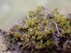 Bryum barnesii