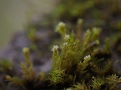 Bryum barnesii