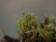 Philonotis capillaris