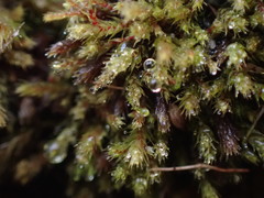 Philonotis capillaris