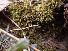 Philonotis capillaris