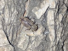 Dastarcus helophoroides