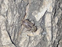 Dastarcus helophoroides