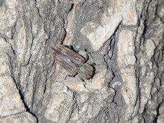 Dastarcus helophoroides