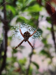Argiope pulchella