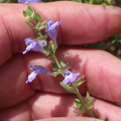 Scutellaria drummondii