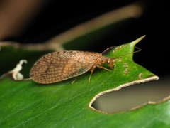 Micromus posticus