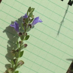 Scutellaria drummondii