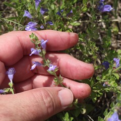 Scutellaria drummondii