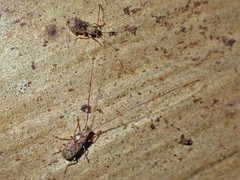 Arecopais spectabilis