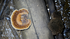 Trametes tenuis