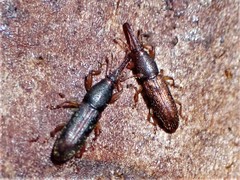 Arecocryptus bellus