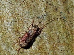 Arecopais spectabilis