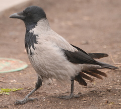 Corvus cornix