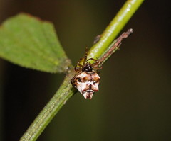 Phoroncidia sextuberculata