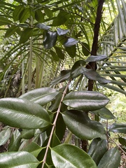 Pimenta racemosa grisea