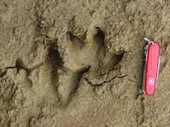 Hydrochoerus hydrochaeris