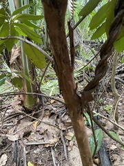 Pimenta racemosa grisea