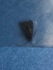 Dolophilodes distinctus