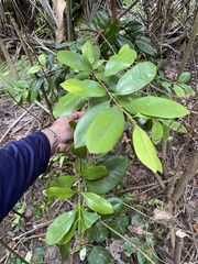 Pimenta racemosa grisea