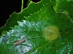 Talitropsis poduroides