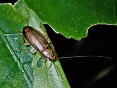 Parellipsidion latipenne