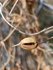 Calystegia silvatica fraterniflora
