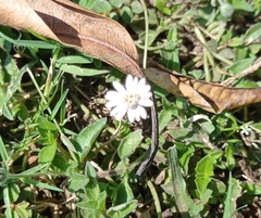 Tridax mexicana