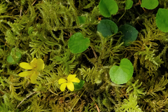 Viola orbiculata