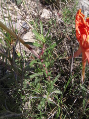 Calylophus