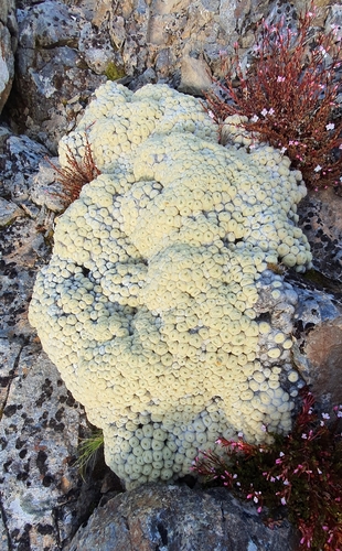 Image of Haastia pulvinaris by (c) Katie Jenkins, some rights reserved (CC BY)