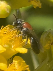 Euryglossa adelaidae