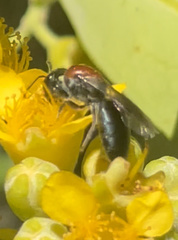 Euryglossa adelaidae