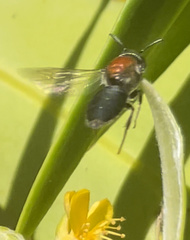 Euryglossa adelaidae