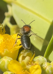 Euryglossa adelaidae