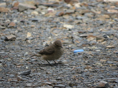 Geositta cunicularia