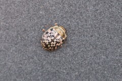 Paropsisterna tessellata