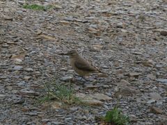 Geositta cunicularia