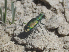 Cicindela decemnotata