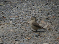 Geositta cunicularia