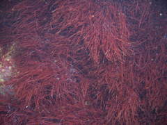 Vidalia colensoi
