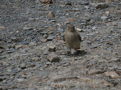 Geositta cunicularia