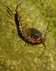 Lithobius variegatus rubriceps