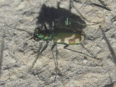 Cicindela decemnotata