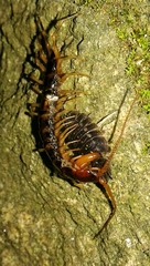 Lithobius variegatus rubriceps