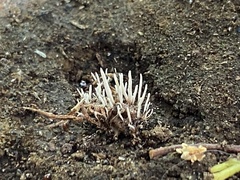 Cordycipitaceae