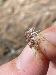 Cordycipitaceae