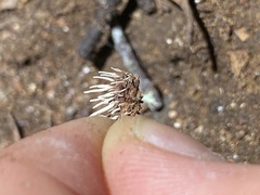 Cordycipitaceae