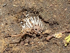 Cordycipitaceae