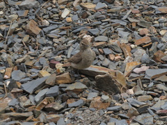 Geositta cunicularia